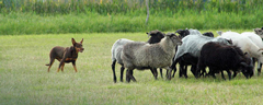 der_rote_Hund_BVZ_Huetehundeseminar