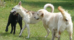 der rote Hund_Freilauf