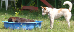 der rote Hund_Freilauf