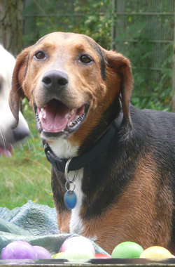 der rote Hund_Freilauf