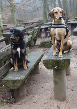 der_rote_Hund_Hundewanderung