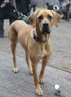 der_rote_Hund_Hundewanderung