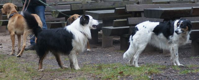 der_rote_Hund_Hundewanderung