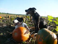 der_rote_Hund_links
