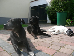 Luna_Blacky_Jack