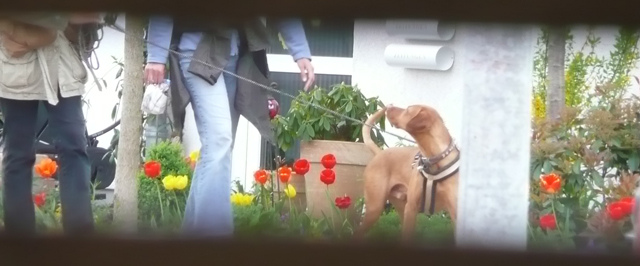 der_rote_Hund_Mantrailing