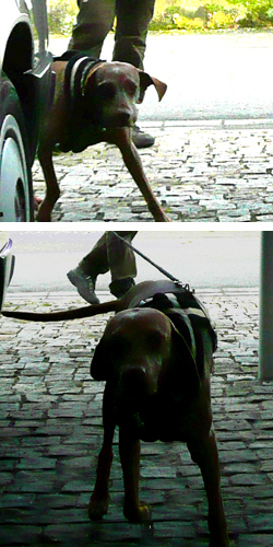 der_rote_Hund_Mantrailing