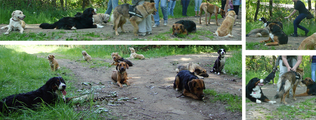 der_rote_Hund_Outdoor