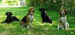 der_rote_Hund_Outdoor