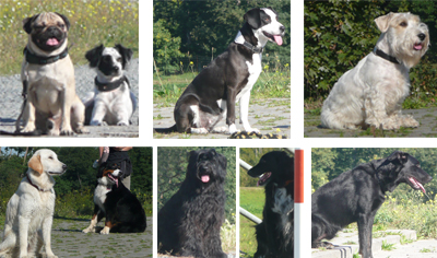 der_rote_Hund_Outdoor