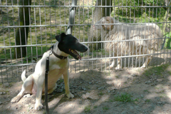 der_rote_Hund_Tierpark