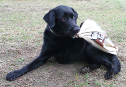 der_rote_Hund_Trickdogging