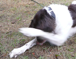 der_rote_Hund_Trickdogging