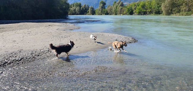der_rote_hund