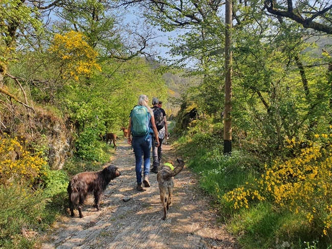 der_rote_hund