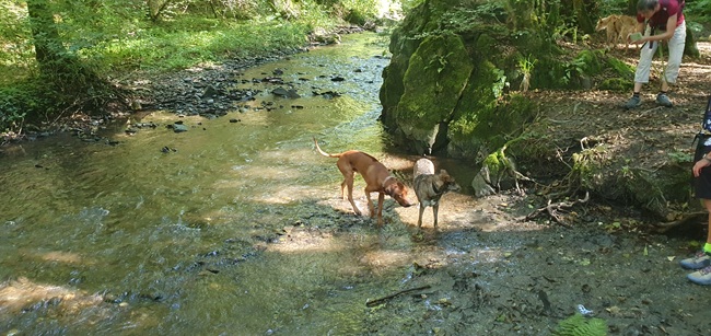 der_rote_hund