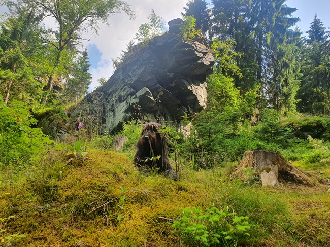 der_rote_hund