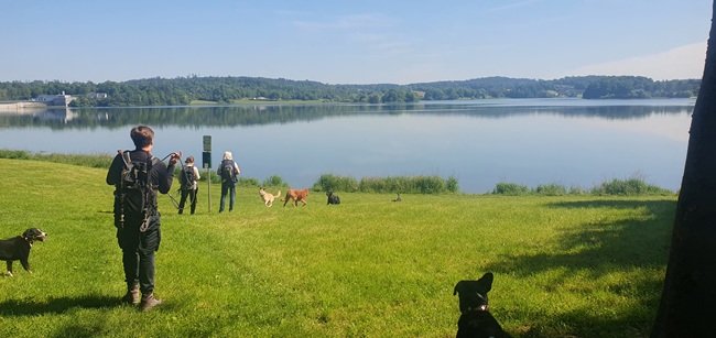 der_rote_hund