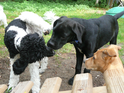 der rote Hund_Welpen