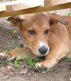 der rote Hund_Welpen