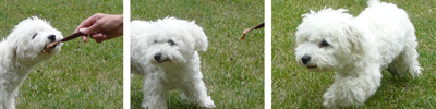 der rote Hund_Welpen