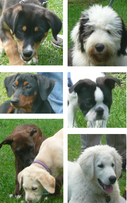der_rote_Hund_Welpen