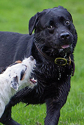 der_rote_Hund_einzig_nicht_artig