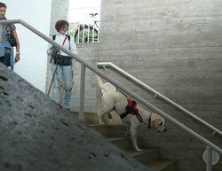 der_rote_Hund_Mantrailing