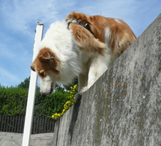 der_rote_Hund_Mantrailing