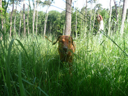 Mantrailing_Shani