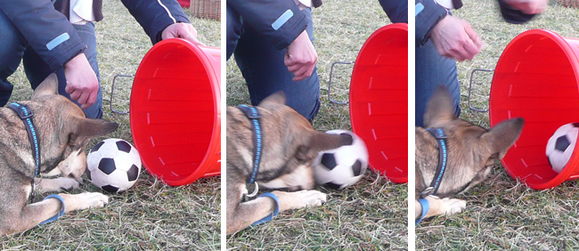 der_rote_Hund_Beschaeftigung