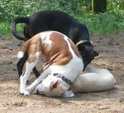 der_rote_Hund_Hundefuehrerschein
