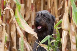 der_rote_Hund